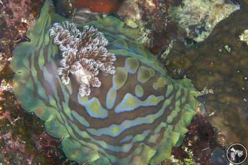 Asteronotus cespitosus from Australia