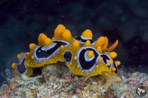 Phyllidia ocellata from Australia