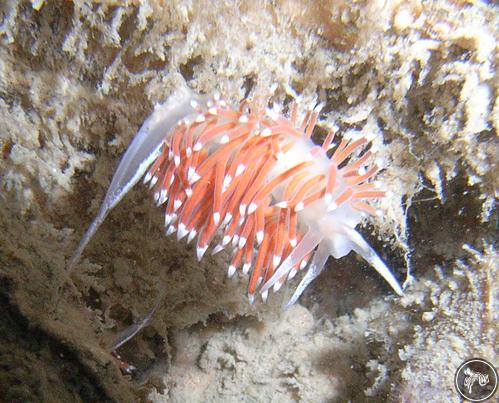 Flabellina browni from Zeeland, Netherlands