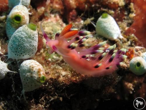 Coryphellina exoptata from Indonesia