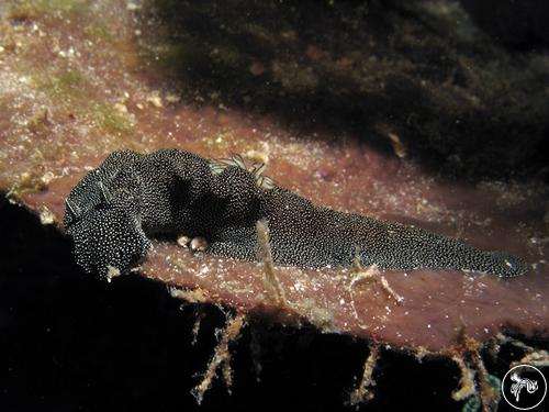 Doriprismatica stellata from Indonesia