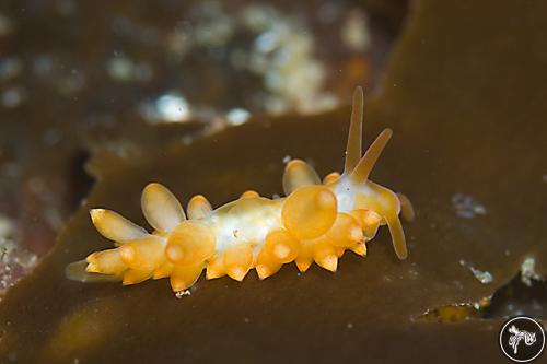 Eubranchus farrani from Scotland, UK