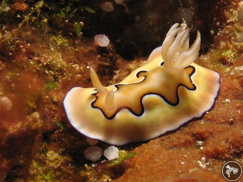 Goniobranchus coi from Indonesia