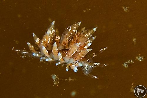 Eubranchus pallidus from Scotland, UK