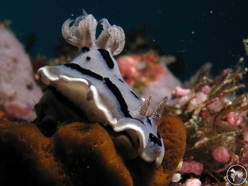 Chromodoris willani from Indonesia