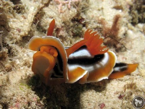 Chromodoris magnifica from Indonesia