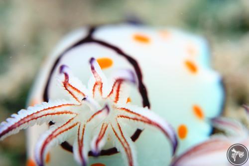 Goniobranchus annulatus from United Arab Emirates