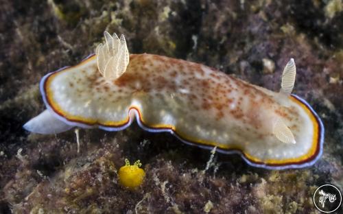 Goniobranchus trimarginatus from Thailand