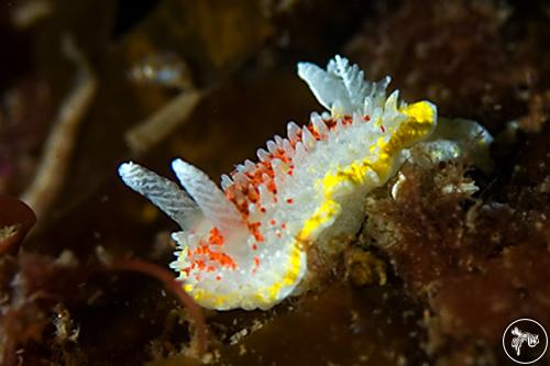 Diaphorodoris luteocincta from Scotland, UK