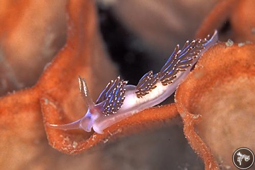 Facelina auriculata from UK