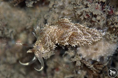 Facelina annulicornis from UK