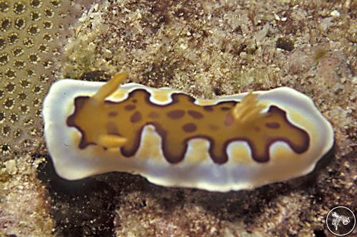 Goniobranchus gleniei from Seychelles