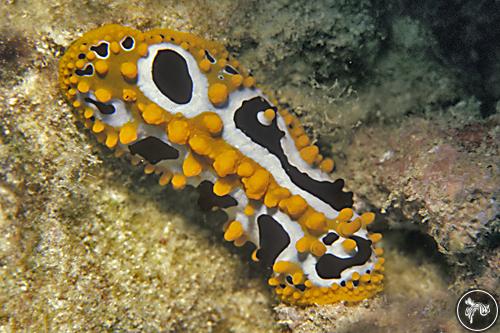 Phyllidia ocellata from Seychelles