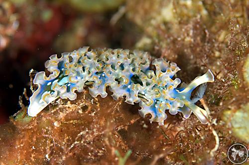 Elysia crispata from Dominica