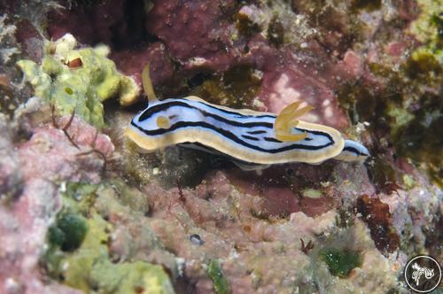 Chromodoris elisabethina from Guam