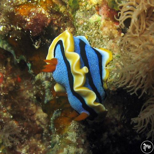 Chromodoris annae from Malaysia