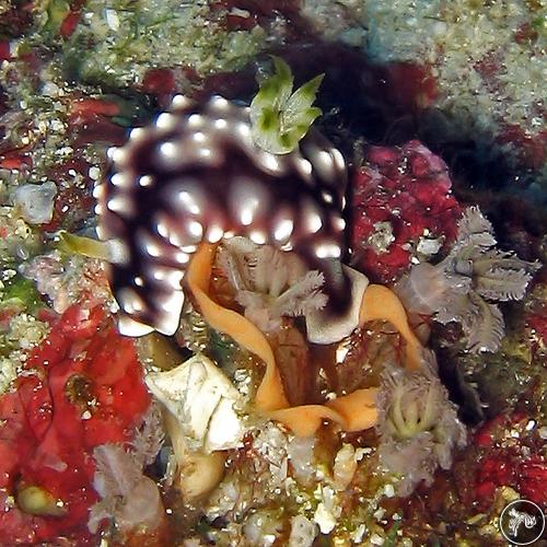 Goniobranchus geometricus from Malaysia