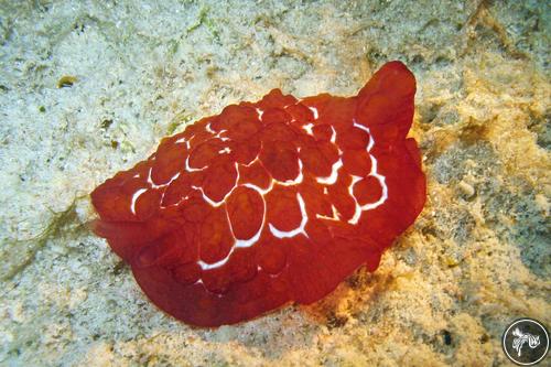 Pleurobranchus forskalii from Malaysia