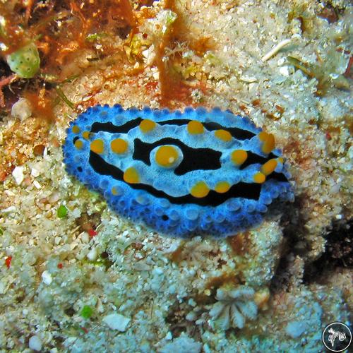 Phyllidia coelestis from Malaysia