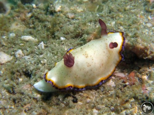 Goniobranchus preciosus from Cambodia