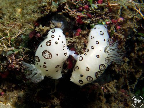 Jorunna funebris from Cambodia