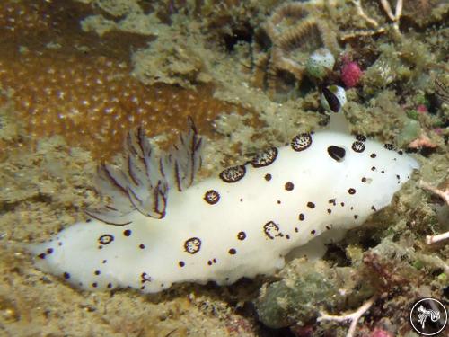 Jorunna funebris from Cambodia