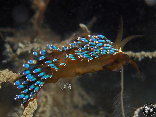 Trinchesia yamasui from Cambodia