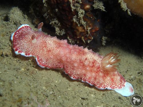 Goniobranchus reticulatus from Vietnam