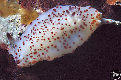 Felimida baumanni from Mexico