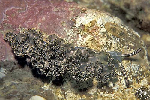 Elysia diomedea from Sea of Cortez, Mexico