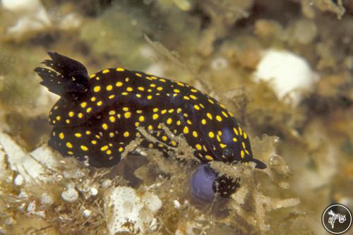 Hypselodoris ghiselini from Mexico