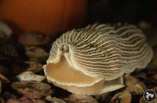 Armina californica from British Columbia, Canada