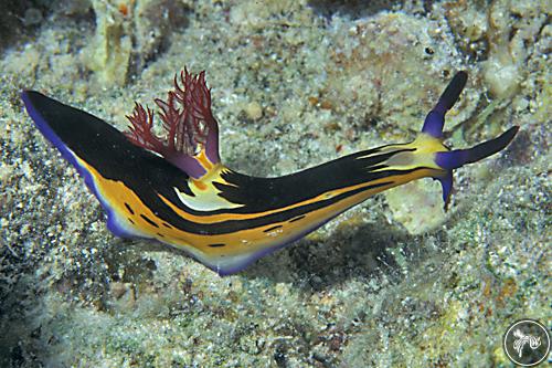 Nembrotha megalocera from Egypt