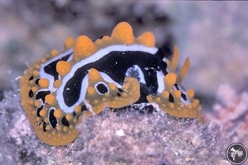 Phyllidia ocellata from Egypt