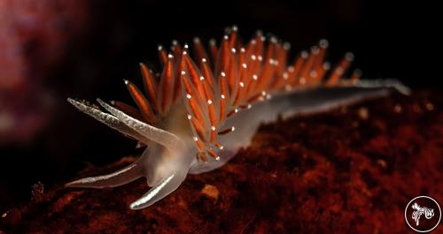 Flabellina verrucosa from Canada