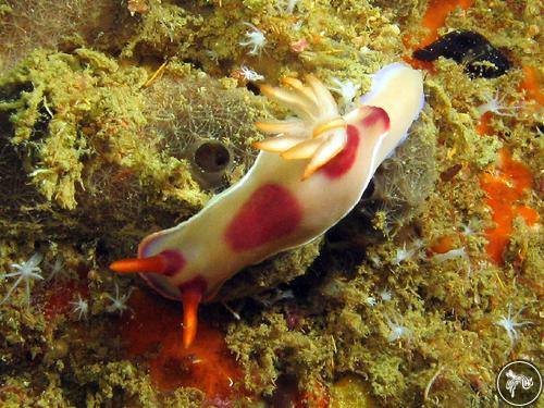 Hypselodoris bullockii from Malaysia