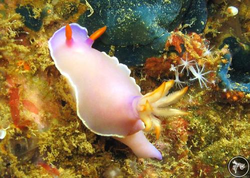 Hypselodoris bullockii from Malaysia