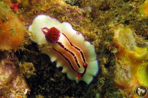 Hypselodoris emma from Malaysia