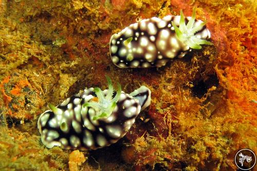 Goniobranchus geometricus from Malaysia