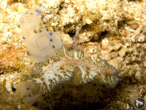 Maritigrella sp. from Raja Ampat, Indonesia