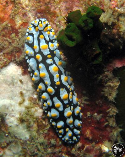 Phyllidia varicosa from Malaysia