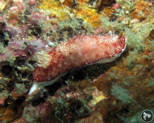 Goniobranchus reticulatus from Malaysia