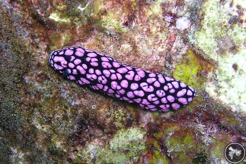 Phyllidiella pustulosa from USA