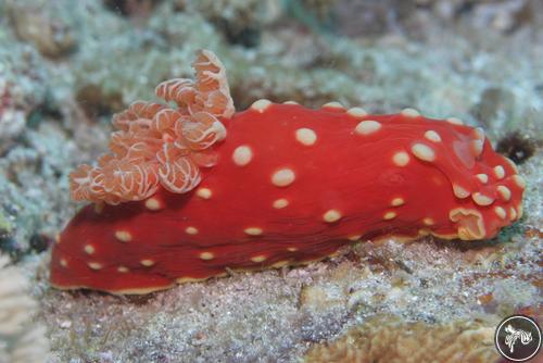 Gymnodoris aurita from Anilao, Philippines