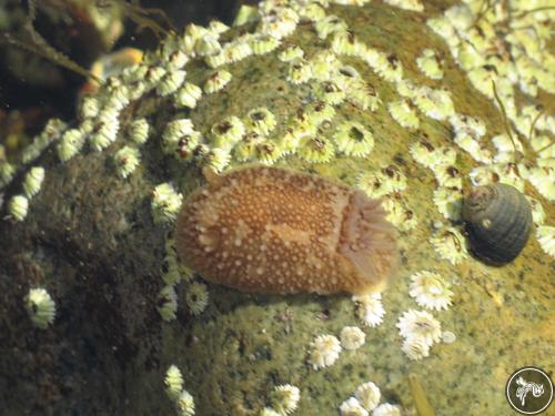 Onchidoris bilamellata from USA