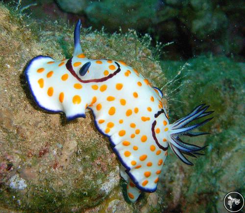 Goniobranchus annulatus from Egypt