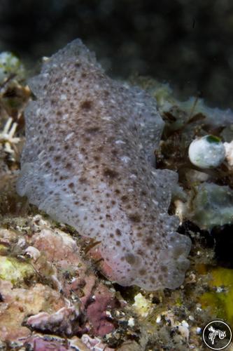 Dendrodoris albobrunnea from Manado, Indonesia