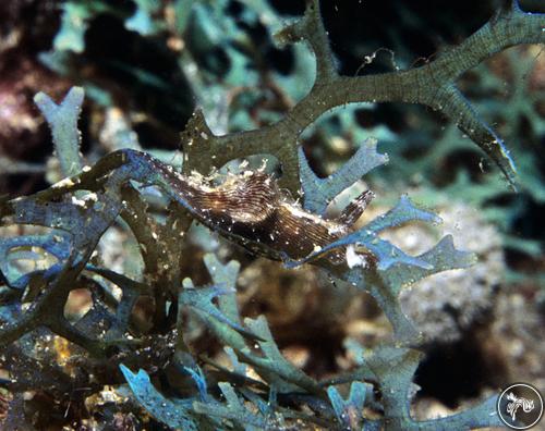 Stylocheilus longicauda from Grenada