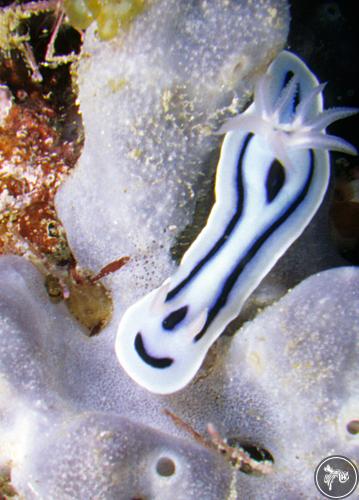 Chromodoris lochi from PNG