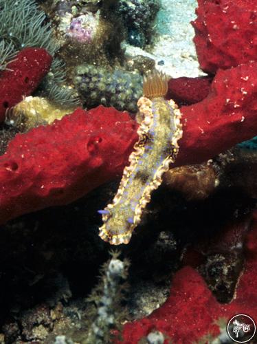 Hypselodoris acriba from Grenada